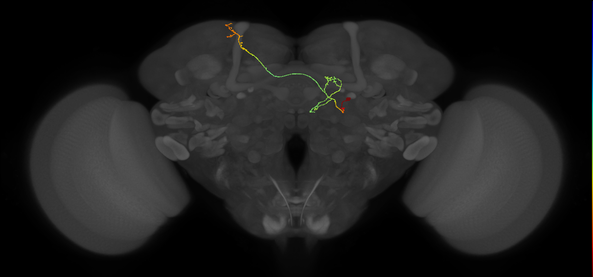 FS4C_C2_R (MaleCNS:147267)
