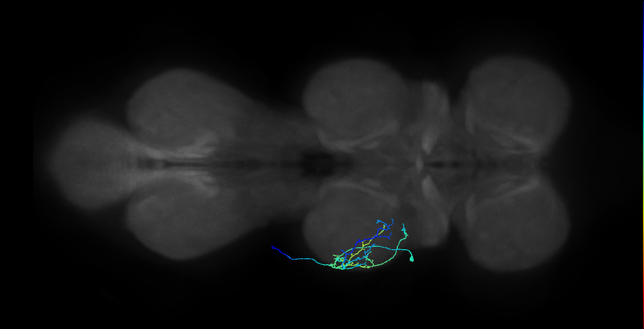 prothoracic femoral reductor muscle motor neuron