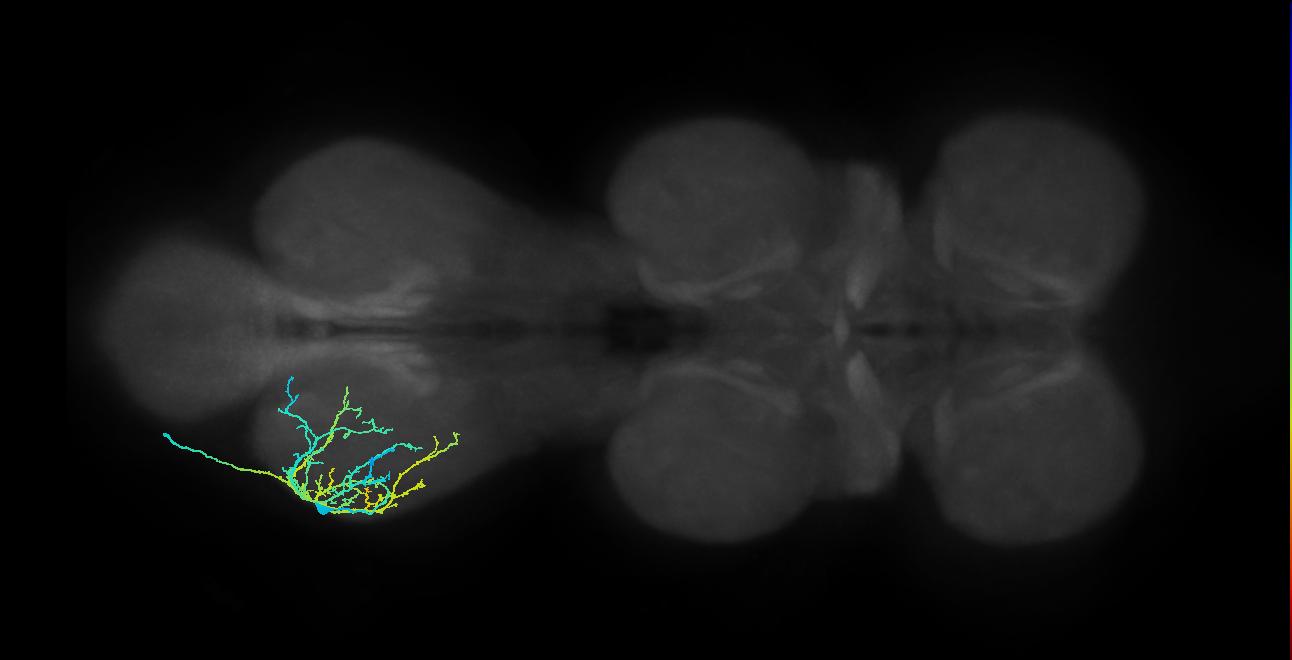 metathoracic femoral reductor muscle motor neuron