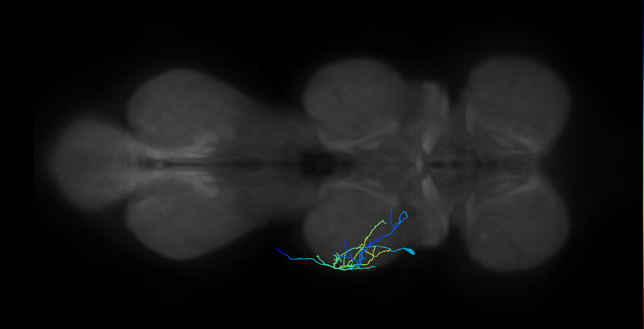 Fe reductor MN_L (MaleCNS:1050607195)