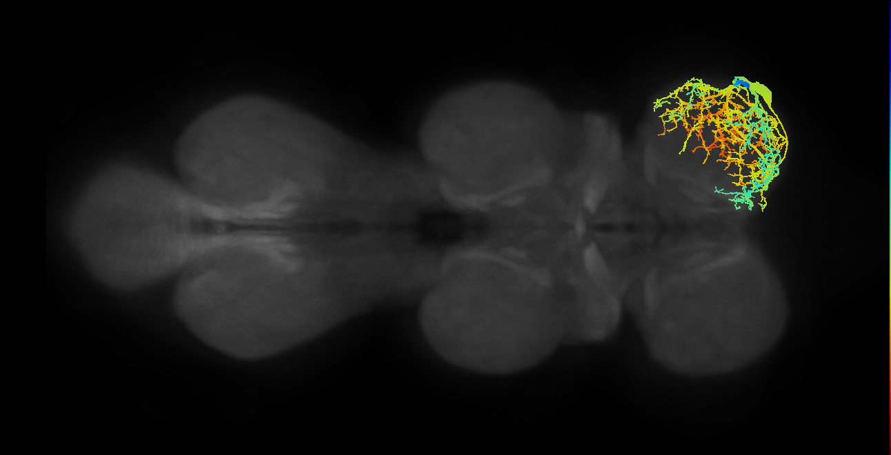 prothoracic femoral reductor muscle motor neuron