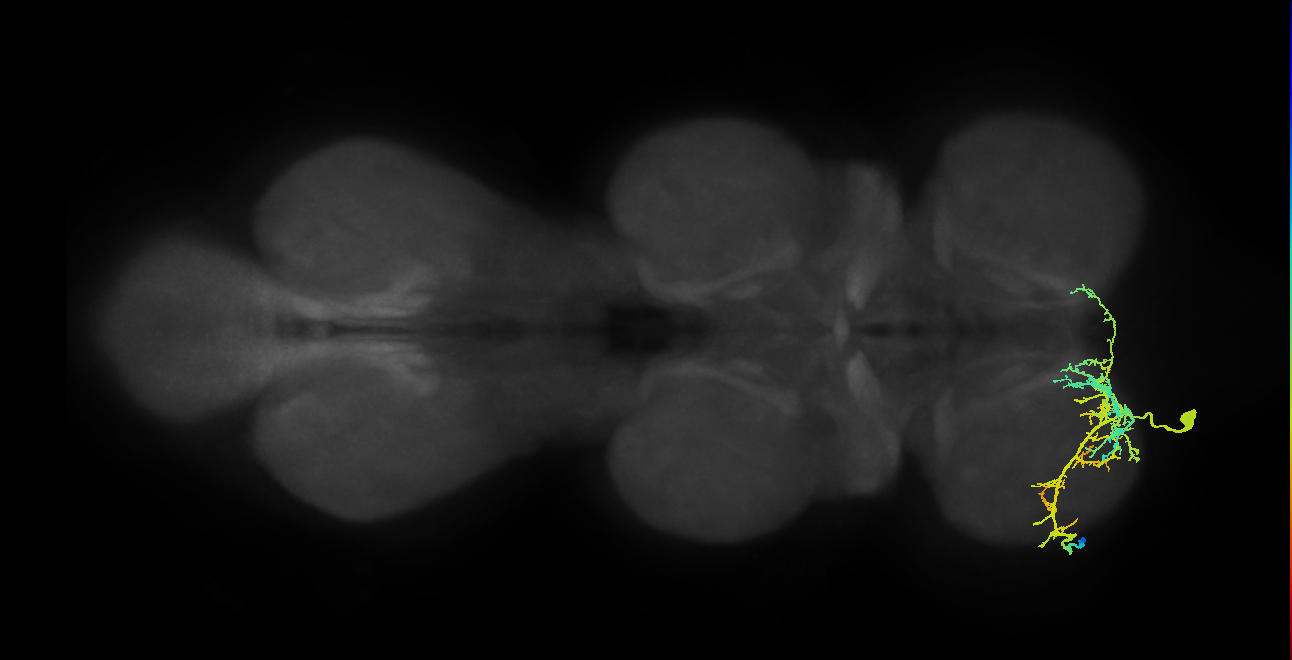 prothoracic femoral reductor muscle motor neuron