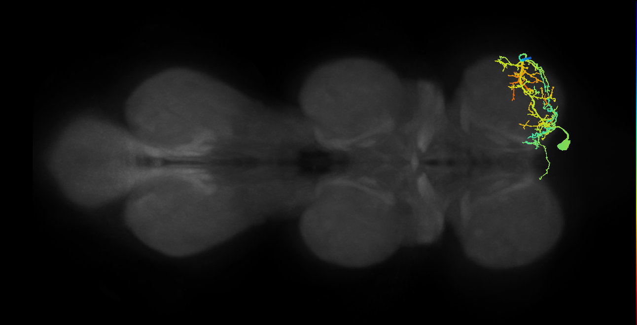 femoral reductor muscle motor neuron