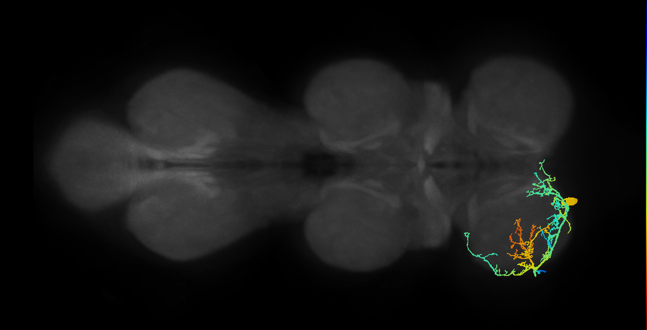 femoral reductor muscle motor neuron