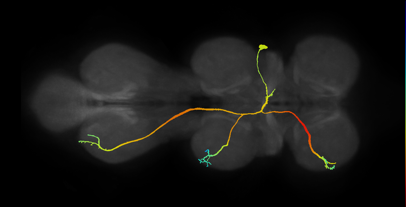 NB2-4 lineage neuron