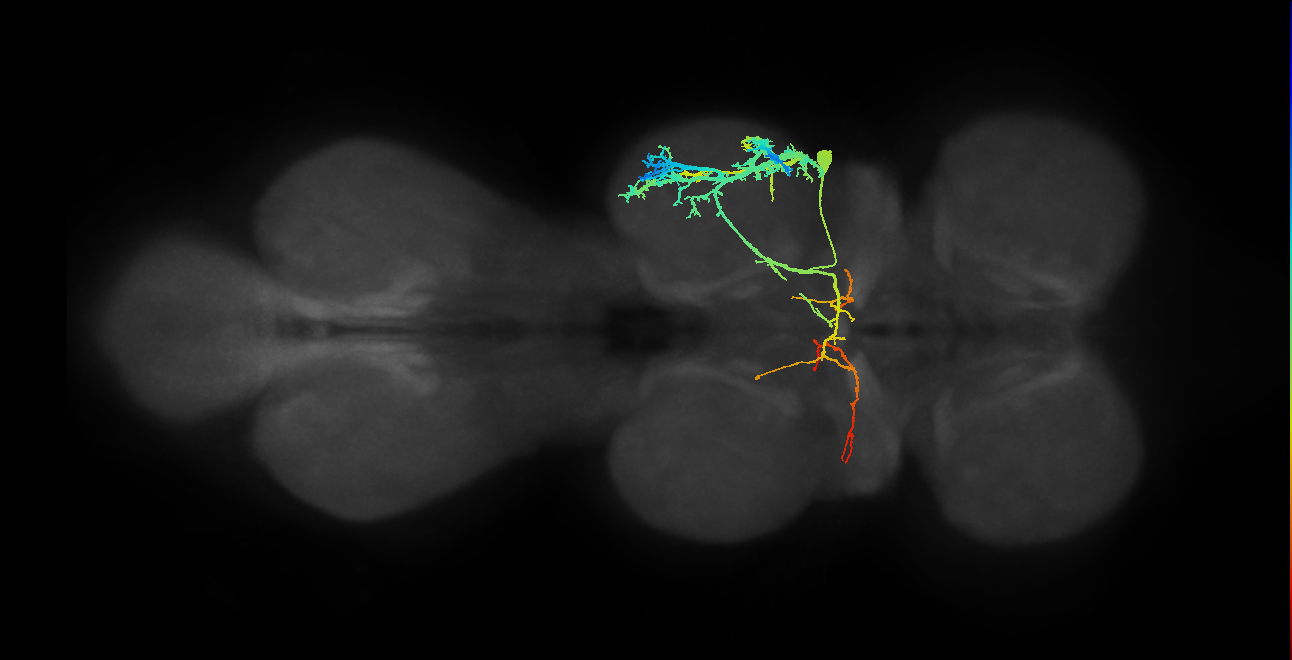 NB2-4 lineage neuron