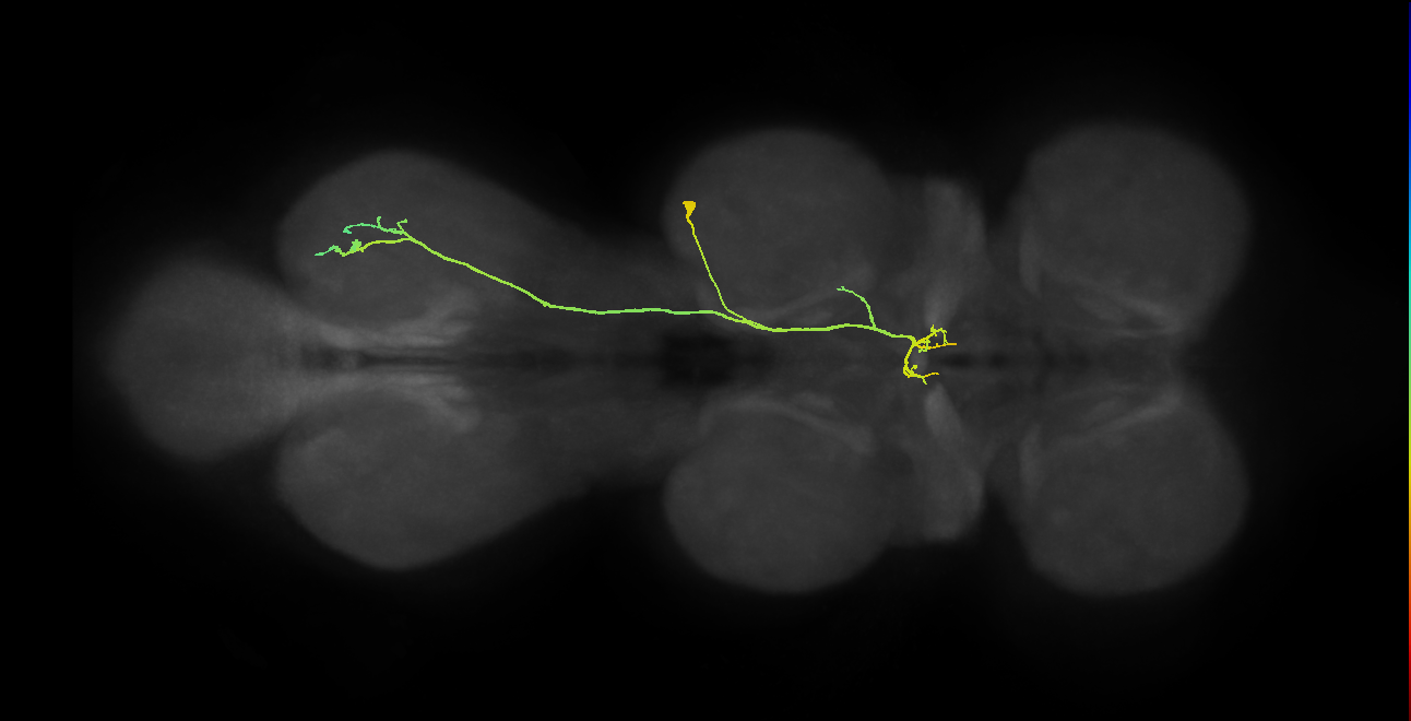 NB7-2 lineage neuron