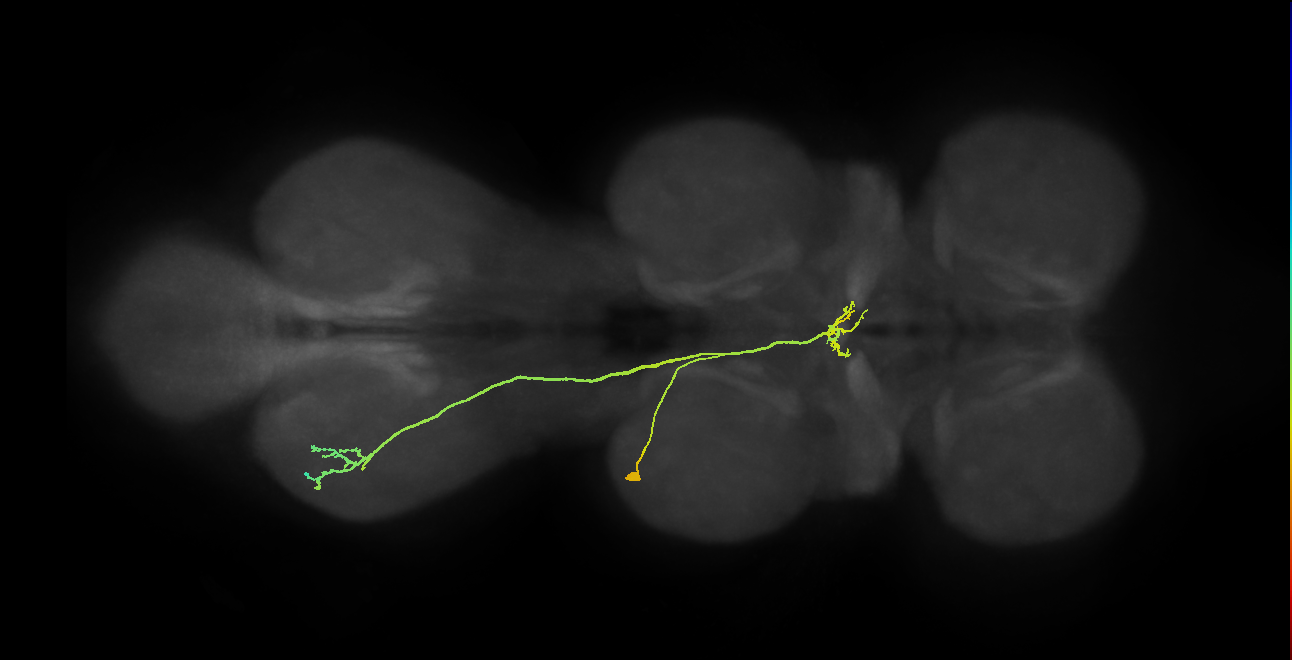 NB7-2 lineage neuron