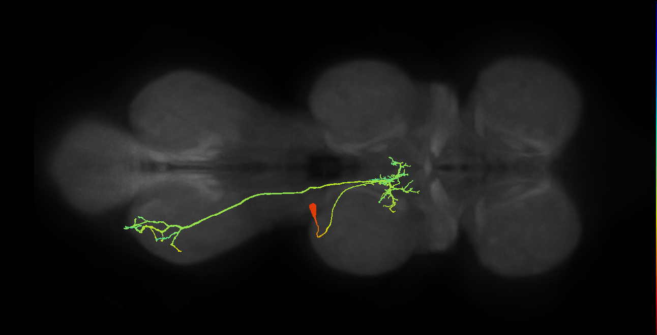 NB7-2 lineage neuron