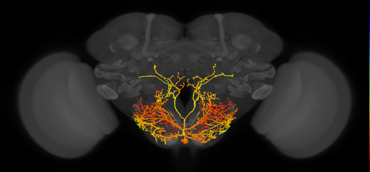MNB lineage neuron
