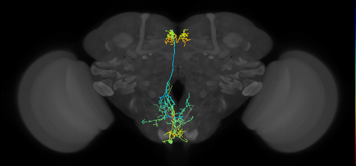 adult serotonergic SE neuron