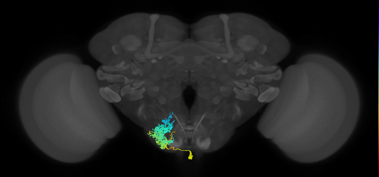 adult serotonergic SE neuron