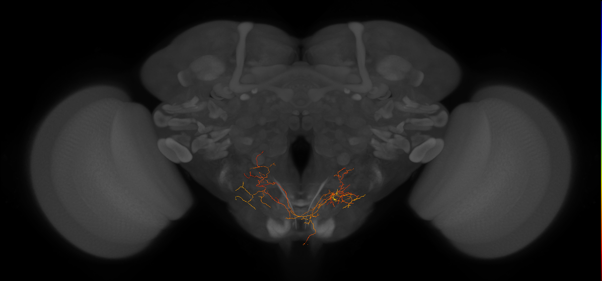 GNG277_R (MaleCNS:26707)