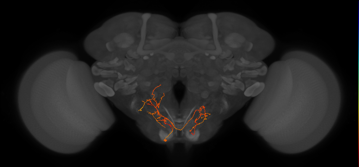 GNG278_L (MaleCNS:57590)