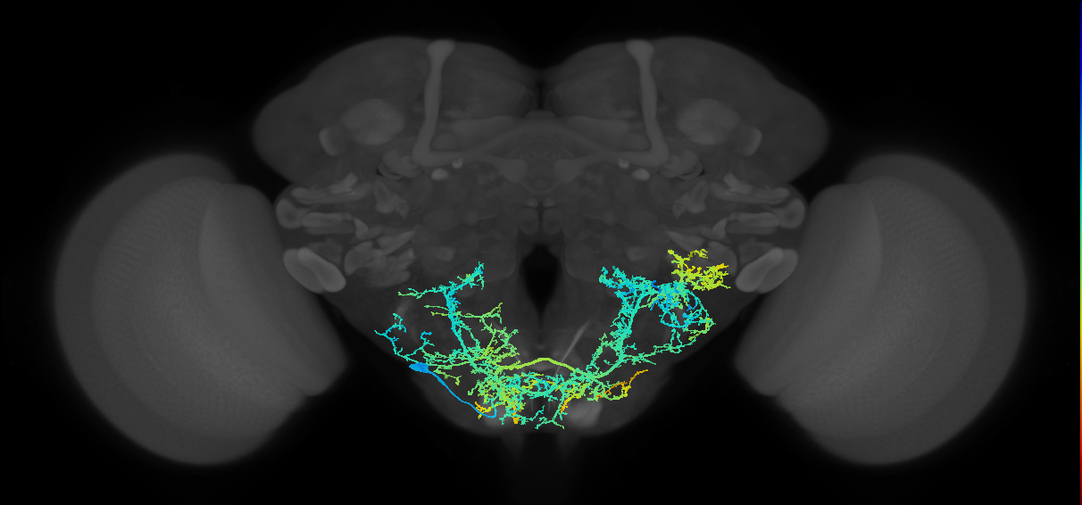 adult subesophageal sensory interneuron
