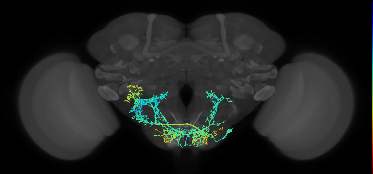 adult subesophageal sensory interneuron