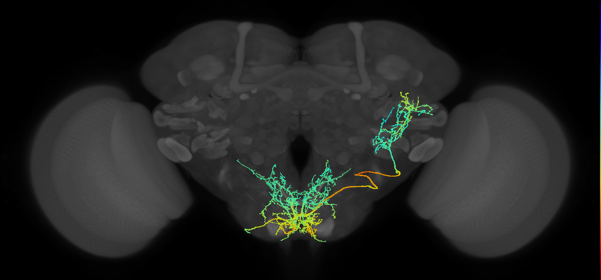 GNG313(hb1601624616)_L (MaleCNS:531643)