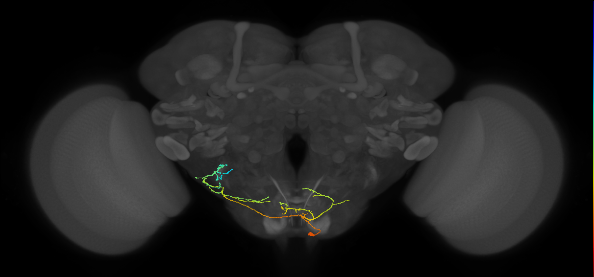 NB6-2 lineage neuron