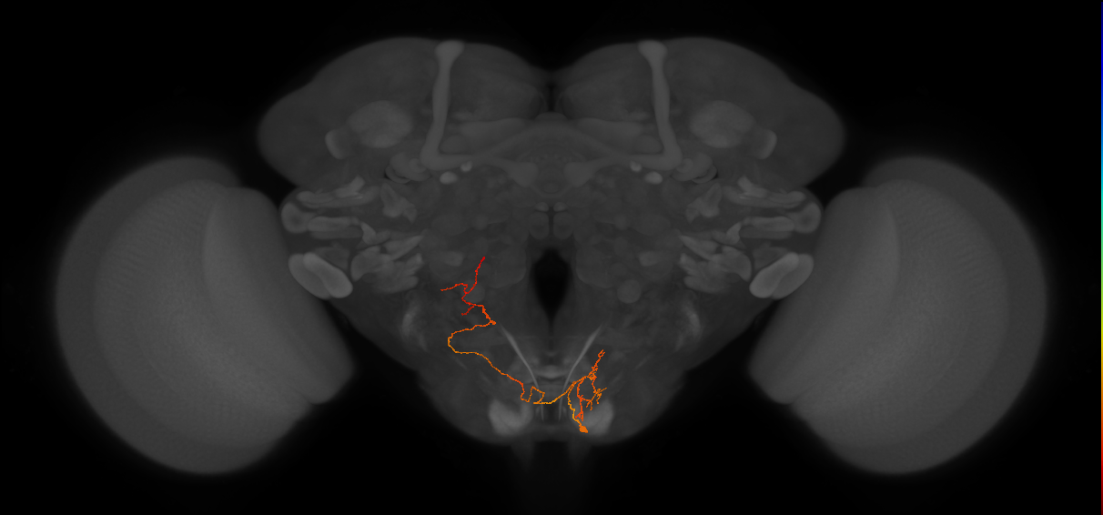 NB6-2 lineage neuron