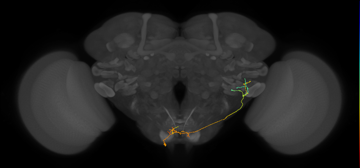 NB6-2 lineage neuron