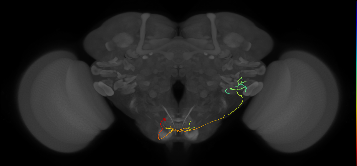 NB6-2 lineage neuron