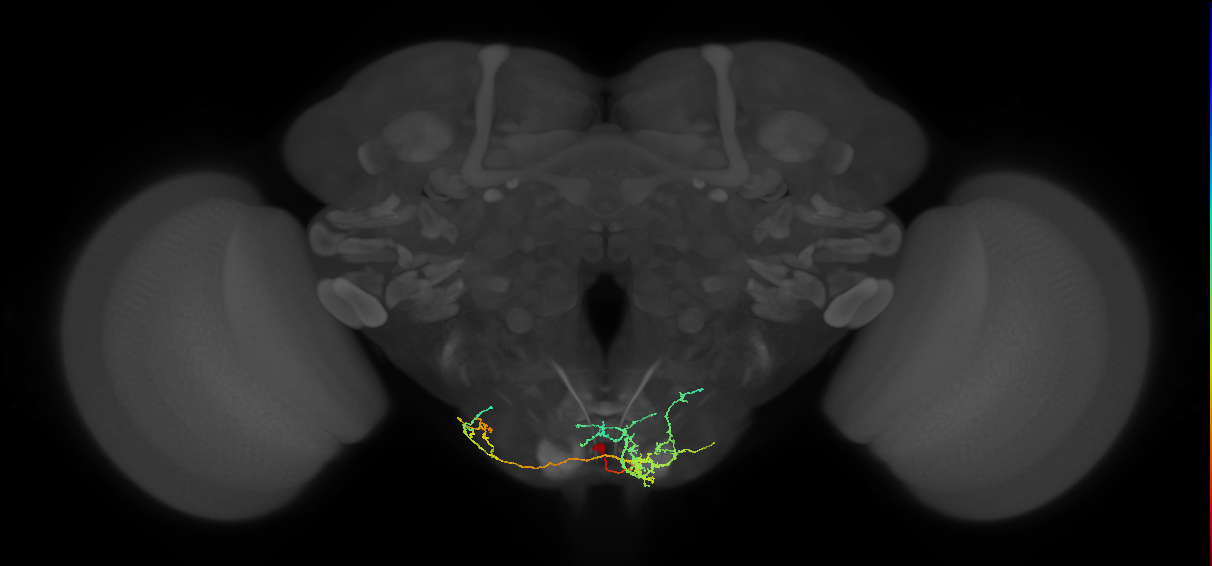 NB7-4 lineage neuron