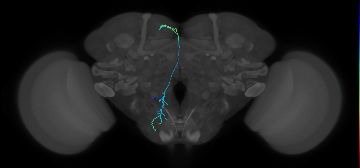 GNG597_L (MaleCNS:141079)