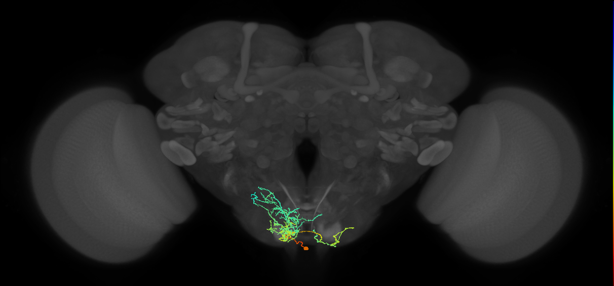 NB7-4 lineage neuron