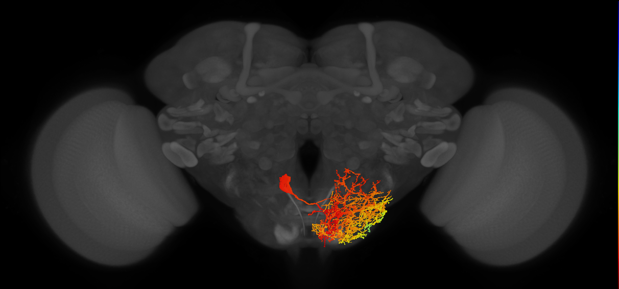 adult motor neuron