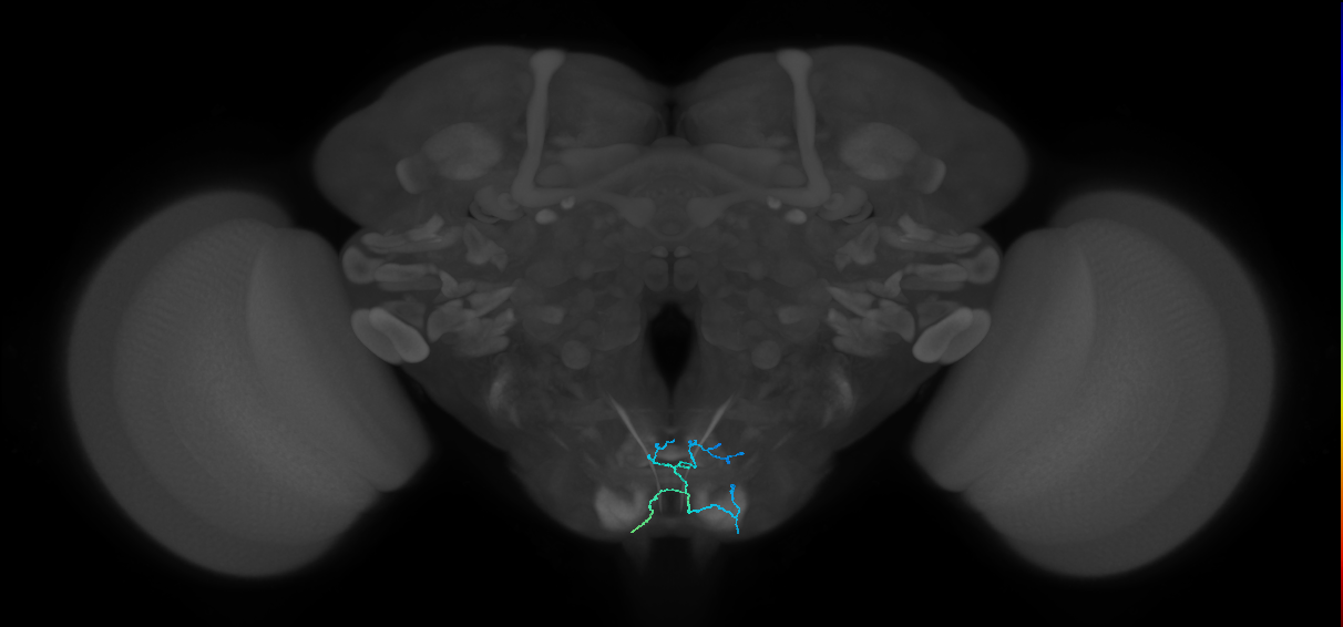 GNG643_R (MaleCNS:94139)