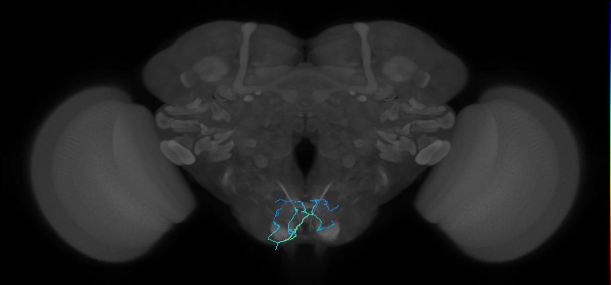 GNG643_L (MaleCNS:527308)