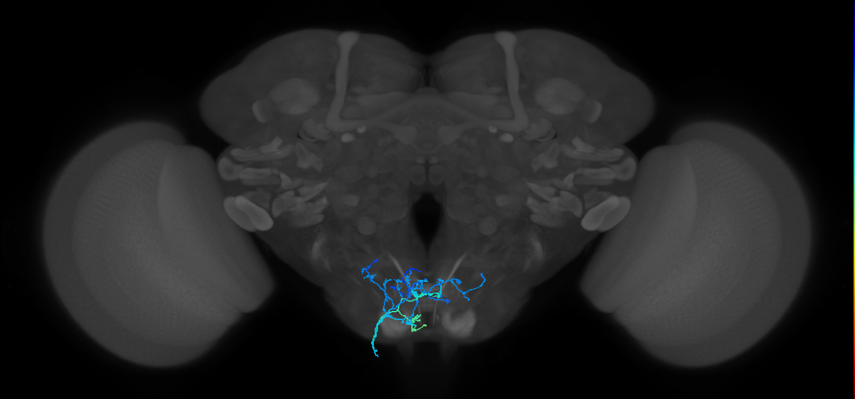 GNG644_L (MaleCNS:512995)