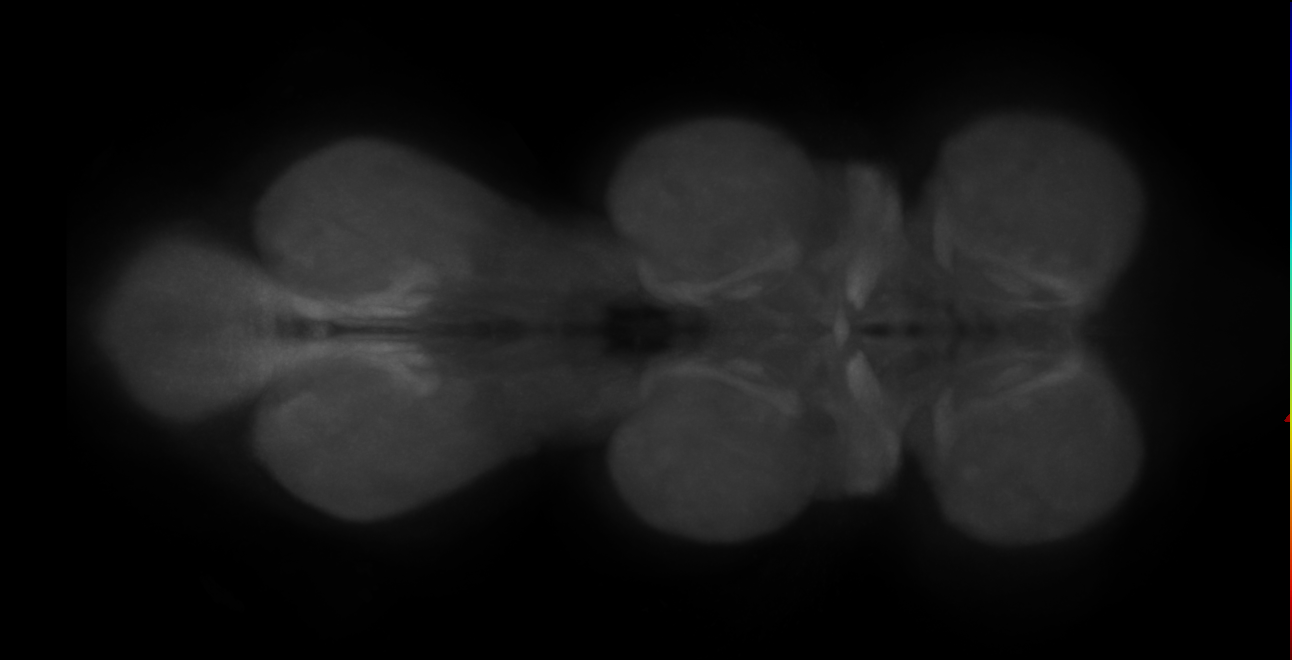 GNG653_L (MaleCNS:12180)