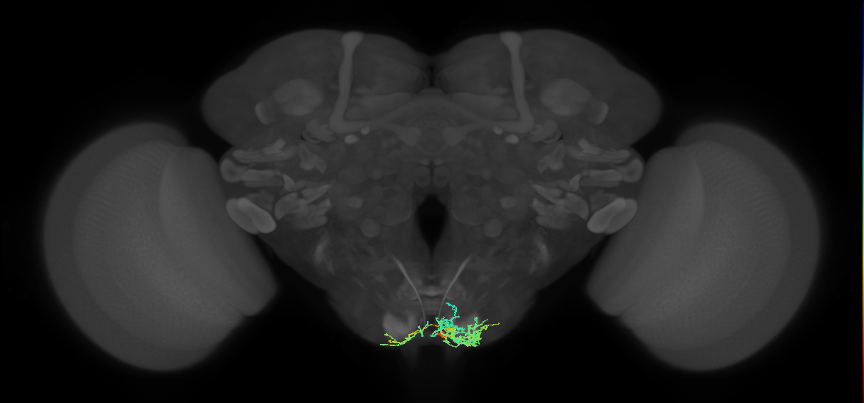 NB7-4 lineage neuron
