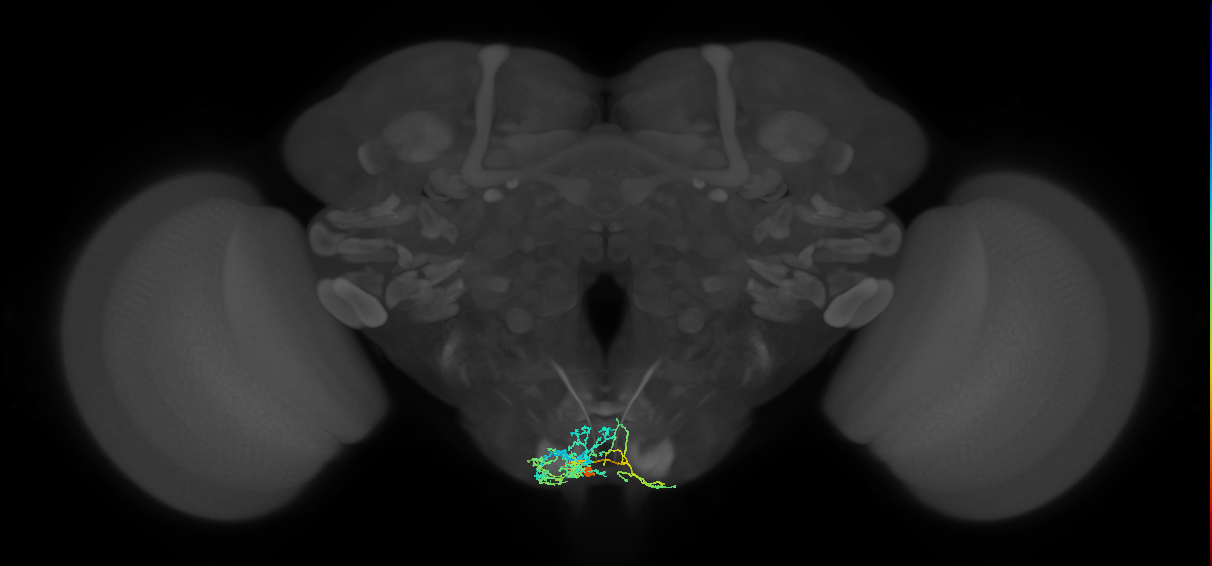 GNG669_L (MaleCNS:39338)