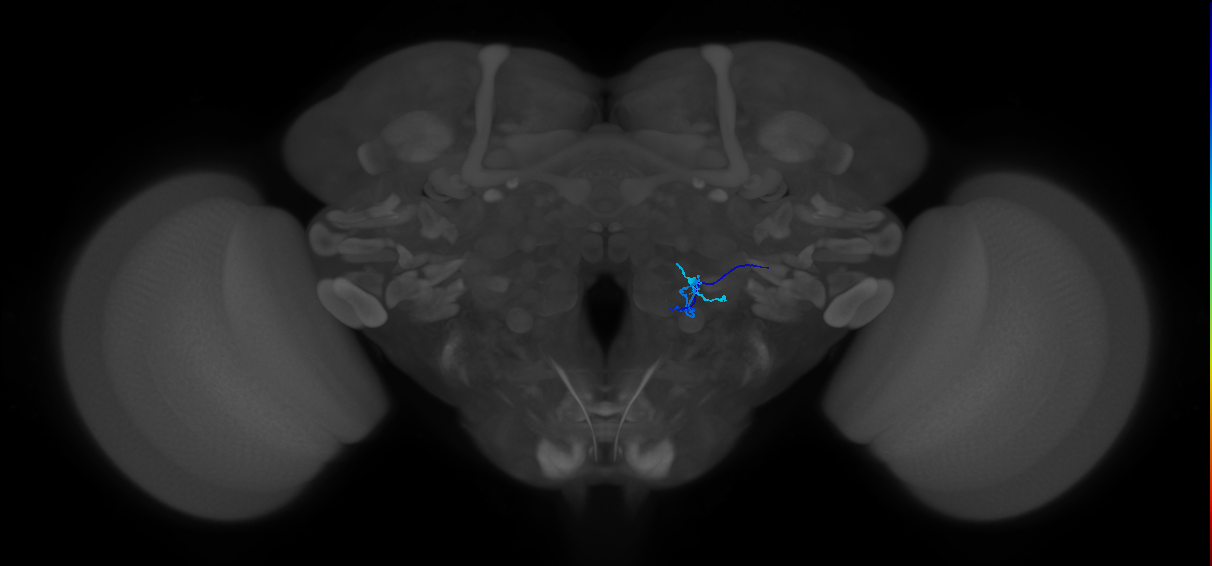HRN_VP1l_R (MaleCNS:407353)