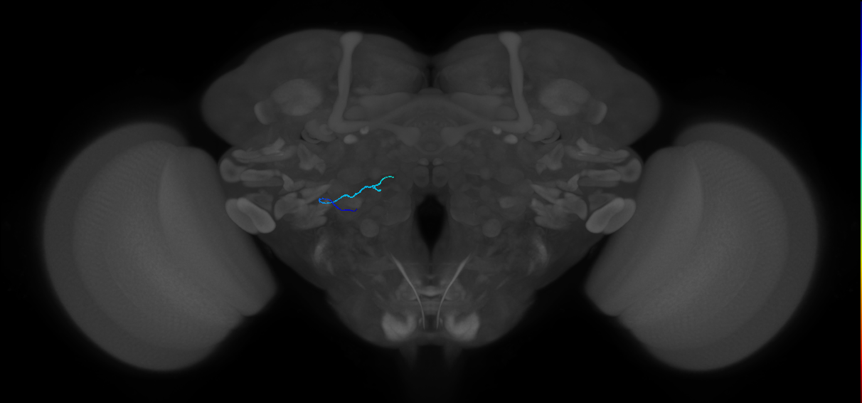 HRN_VP4_L (MaleCNS:349911)