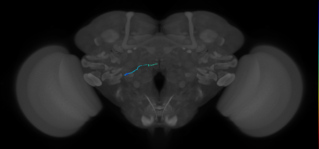 HRN_VP4_L (MaleCNS:350968842)