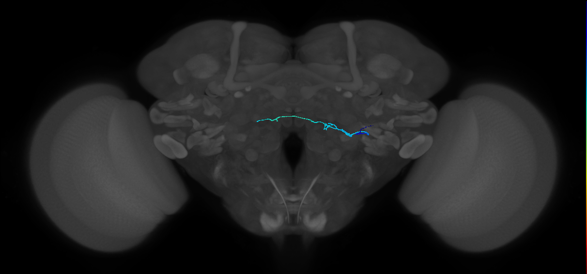 HRN_VP4_R (MaleCNS:524437)