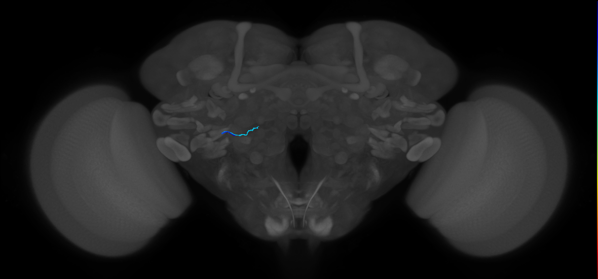 HRN_VP4_L (MaleCNS:390052493)