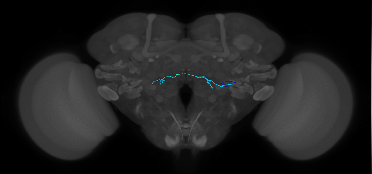 HRN_VP4_R (MaleCNS:225190)