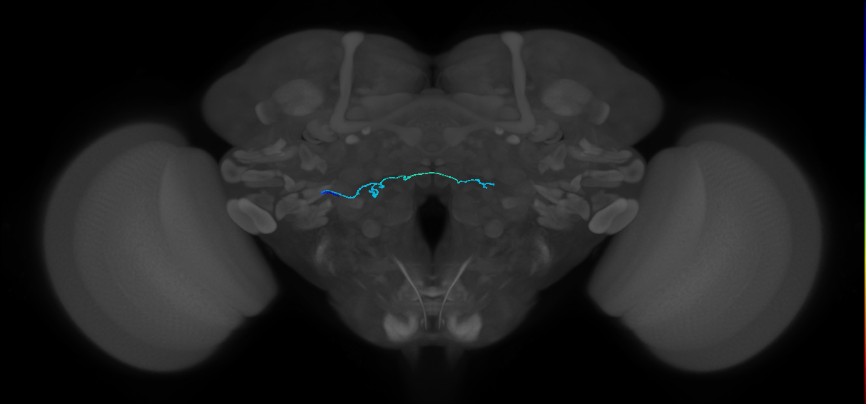 HRN_VP4_L (MaleCNS:261100)