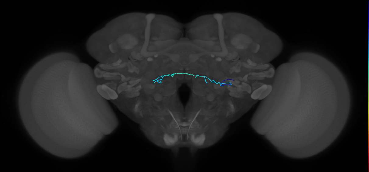 HRN_VP4_R (MaleCNS:238902)