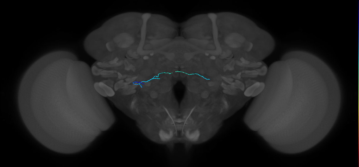 HRN_VP4_L (MaleCNS:443183)