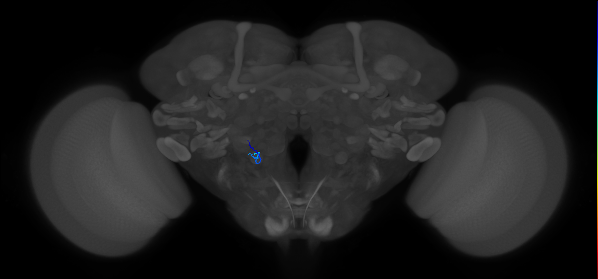 HRN_VP5_L (MaleCNS:925991362)