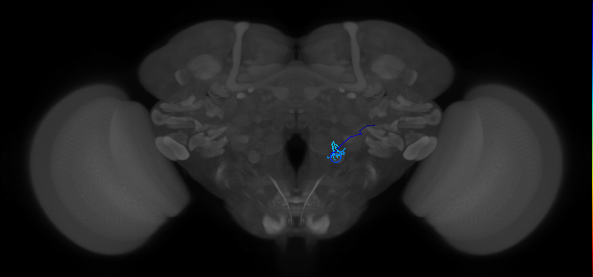HRN_VP5_R (MaleCNS:64263)