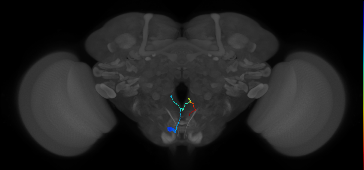 adult ring gland projection neuron