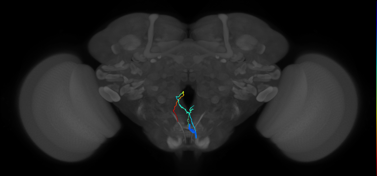 adult ring gland projection neuron