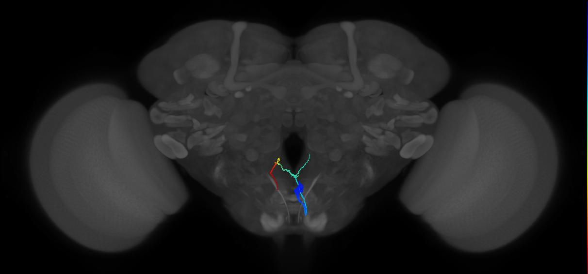 adult Hugin neuron