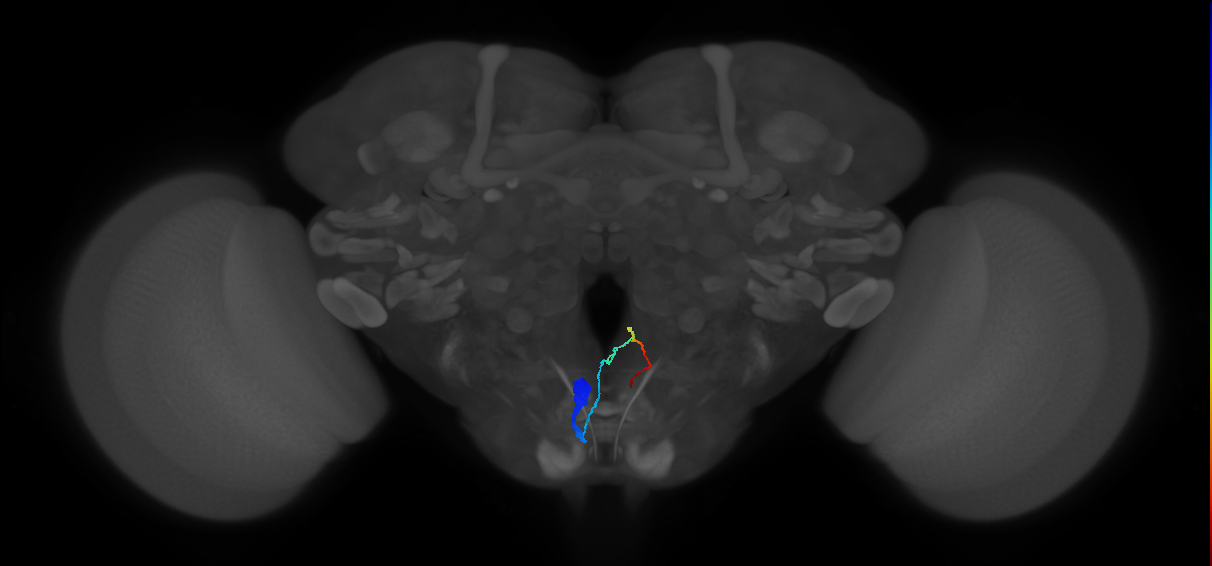 adult ring gland projection neuron
